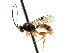  ( - CNCHYM 04315)  @11 [ ] CreativeCommons - Attribution (2011) CNC/CBG Photography Group Centre for Biodiversity Genomics