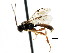  ( - CNCHYM 04316)  @11 [ ] CreativeCommons - Attribution (2011) CNC/CBG Photography Group Centre for Biodiversity Genomics