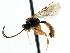  (Erromenus planus - CNCHYM 04317)  @11 [ ] CreativeCommons - Attribution (2011) CNC/CBG Photography Group Centre for Biodiversity Genomics