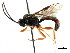  ( - CNCHYM 04318)  @11 [ ] CreativeCommons - Attribution (2011) CNC/CBG Photography Group Centre for Biodiversity Genomics