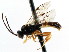  ( - CNCHYM 04320)  @11 [ ] CreativeCommons - Attribution (2011) CNC/CBG Photography Group Centre for Biodiversity Genomics