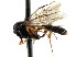  ( - CNCHYM 04321)  @11 [ ] CreativeCommons - Attribution (2011) CNC/CBG Photography Group Centre for Biodiversity Genomics