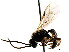  ( - CNCHYM 04324)  @11 [ ] CreativeCommons - Attribution (2011) CNC/CBG Photography Group Centre for Biodiversity Genomics