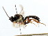  ( - CNCHYM 04325)  @12 [ ] CreativeCommons - Attribution (2011) CNC/CBG Photography Group Centre for Biodiversity Genomics
