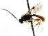  ( - CNCHYM 04329)  @11 [ ] CreativeCommons - Attribution (2011) CNC/CBG Photography Group Centre for Biodiversity Genomics