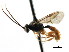  ( - CNCHYM 04330)  @11 [ ] CreativeCommons - Attribution (2011) CNC/CBG Photography Group Centre for Biodiversity Genomics