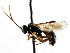  ( - CNCHYM 04335)  @13 [ ] CreativeCommons - Attribution (2011) CNC/CBG Photography Group Centre for Biodiversity Genomics
