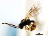  ( - CNCHYM 04337)  @11 [ ] CreativeCommons - Attribution (2011) CNC/CBG Photography Group Centre for Biodiversity Genomics