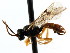  ( - CNCHYM 04338)  @13 [ ] CreativeCommons - Attribution (2011) CNC/CBG Photography Group Centre for Biodiversity Genomics