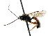  (Erromenus zonarius - CNCHYM 04345)  @14 [ ] CreativeCommons - Attribution (2011) CNC/CBG Photography Group Centre for Biodiversity Genomics