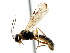  ( - CNCHYM 04360)  @13 [ ] CreativeCommons - Attribution (2011) CNC/CBG Photography Group Centre for Biodiversity Genomics