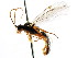  (Cteniscus - CNCHYM 04361)  @15 [ ] CreativeCommons - Attribution (2011) CNC/CBG Photography Group Centre for Biodiversity Genomics