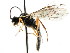  ( - CNCHYM 04363)  @11 [ ] CreativeCommons - Attribution (2011) CNC/CBG Photography Group Centre for Biodiversity Genomics