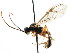  ( - CNCHYM 04365)  @11 [ ] CreativeCommons - Attribution (2011) CNC/CBG Photography Group Centre for Biodiversity Genomics