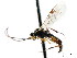  ( - CNCHYM 04374)  @11 [ ] CreativeCommons - Attribution (2011) CNC/CBG Photography Group Centre for Biodiversity Genomics