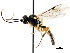  ( - CNCHYM 04377)  @11 [ ] CreativeCommons - Attribution (2011) CNC/CBG Photography Group Centre for Biodiversity Genomics