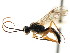  ( - CNCHYM 04380)  @11 [ ] CreativeCommons - Attribution (2011) CNC/CBG Photography Group Centre for Biodiversity Genomics