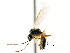  ( - CNCHYM 04387)  @11 [ ] CreativeCommons - Attribution (2011) CNC/CBG Photography Group Centre for Biodiversity Genomics