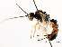  (Cteniscus predatorius - CNCHYM 04388)  @11 [ ] CreativeCommons - Attribution (2011) CNC/CBG Photography Group Centre for Biodiversity Genomics