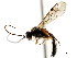  (Cteniscus promediatus - CNCHYM 04392)  @14 [ ] CreativeCommons - Attribution (2011) CNC/CBG Photography Group Centre for Biodiversity Genomics