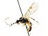 ( - CNCHYM 04395)  @14 [ ] CreativeCommons - Attribution (2011) CNC/CBG Photography Group Centre for Biodiversity Genomics