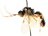  ( - CNCHYM 04398)  @11 [ ] CreativeCommons - Attribution (2011) CNC/CBG Photography Group Centre for Biodiversity Genomics