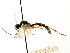  (Eridolius clauseni - CNCHYM 04415)  @11 [ ] CreativeCommons - Attribution (2011) CNC/CBG Photography Group Centre for Biodiversity Genomics