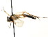  ( - CNCHYM 04418)  @11 [ ] CreativeCommons - Attribution (2011) CNC/CBG Photography Group Centre for Biodiversity Genomics
