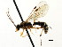  ( - CNCHYM 04430)  @11 [ ] CreativeCommons - Attribution (2011) CNC/CBG Photography Group Centre for Biodiversity Genomics