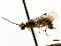  (Excavarus annulipes - CNCHYM 04432)  @11 [ ] CreativeCommons - Attribution (2011) CNC/CBG Photography Group Centre for Biodiversity Genomics