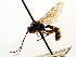  (Excavarus apiarius - CNCHYM 04433)  @11 [ ] CreativeCommons - Attribution (2011) CNC/CBG Photography Group Centre for Biodiversity Genomics