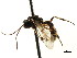  ( - CNCHYM 04434)  @11 [ ] CreativeCommons - Attribution (2011) CNC/CBG Photography Group Centre for Biodiversity Genomics