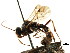  (Excavarus rufipes - CNCHYM 04439)  @11 [ ] CreativeCommons - Attribution (2011) CNC/CBG Photography Group Centre for Biodiversity Genomics