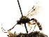  ( - CNCHYM 04443)  @11 [ ] CreativeCommons - Attribution (2011) CNC/CBG Photography Group Centre for Biodiversity Genomics
