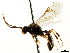  ( - CNCHYM 04450)  @11 [ ] CreativeCommons - Attribution (2011) CNC/CBG Photography Group Centre for Biodiversity Genomics