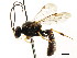  ( - CNCHYM 04460)  @14 [ ] CreativeCommons - Attribution (2011) CNC/CBG Photography Group Centre for Biodiversity Genomics