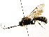  (Exenterus canadensis - CNCHYM 04468)  @11 [ ] CreativeCommons - Attribution (2011) CNC/CBG Photography Group Centre for Biodiversity Genomics