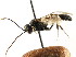  ( - CNCHYM 04472)  @11 [ ] CreativeCommons - Attribution (2011) CNC/CBG Photography Group Centre for Biodiversity Genomics