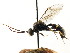  ( - CNCHYM 04473)  @11 [ ] CreativeCommons - Attribution (2011) CNC/CBG Photography Group Centre for Biodiversity Genomics