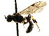  ( - CNCHYM 04474)  @11 [ ] CreativeCommons - Attribution (2011) CNC/CBG Photography Group Centre for Biodiversity Genomics