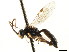  ( - CNCHYM 04475)  @11 [ ] CreativeCommons - Attribution (2011) CNC/CBG Photography Group Centre for Biodiversity Genomics