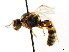  (Exenterus diprionis - CNCHYM 04481)  @13 [ ] CreativeCommons - Attribution (2011) CNC/CBG Photography Group Centre for Biodiversity Genomics