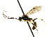  ( - CNCHYM 04482)  @13 [ ] CreativeCommons - Attribution (2011) CNC/CBG Photography Group Centre for Biodiversity Genomics