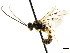  ( - CNCHYM 04483)  @12 [ ] CreativeCommons - Attribution (2011) CNC/CBG Photography Group Centre for Biodiversity Genomics