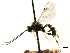  ( - CNCHYM 04486)  @11 [ ] CreativeCommons - Attribution (2011) CNC/CBG Photography Group Centre for Biodiversity Genomics