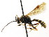  (Exenterus lophyri - CNCHYM 04487)  @11 [ ] CreativeCommons - Attribution (2011) CNC/CBG Photography Group Centre for Biodiversity Genomics