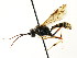  ( - CNCHYM 04488)  @11 [ ] CreativeCommons - Attribution (2011) CNC/CBG Photography Group Centre for Biodiversity Genomics