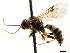  ( - CNCHYM 04493)  @11 [ ] CreativeCommons - Attribution (2011) CNC/CBG Photography Group Centre for Biodiversity Genomics