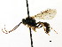  ( - CNCHYM 04494)  @11 [ ] CreativeCommons - Attribution (2011) CNC/CBG Photography Group Centre for Biodiversity Genomics