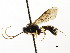  ( - CNCHYM 04495)  @11 [ ] CreativeCommons - Attribution (2011) CNC/CBG Photography Group Centre for Biodiversity Genomics